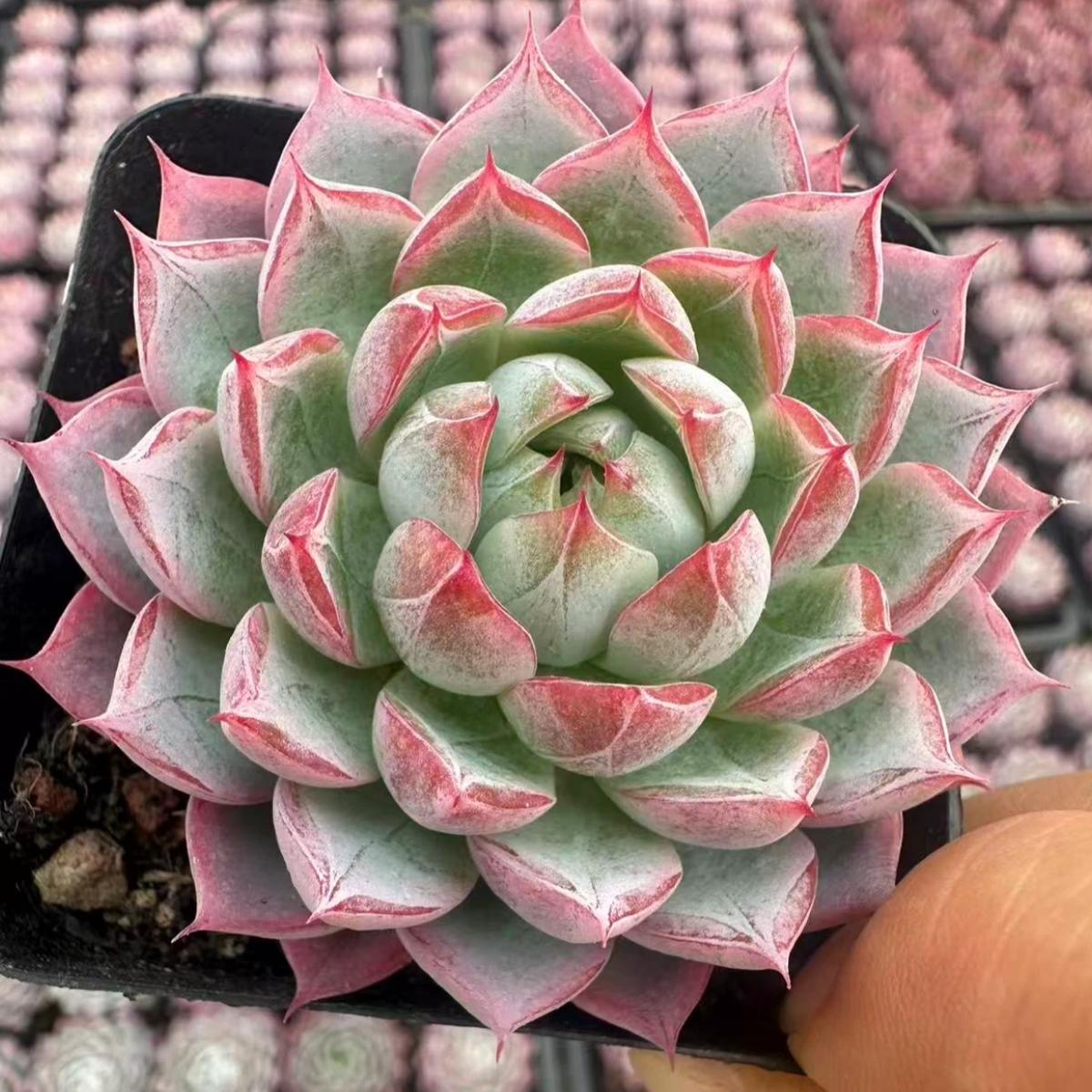 22621  パープル　ダイアモンド（6cm pot）