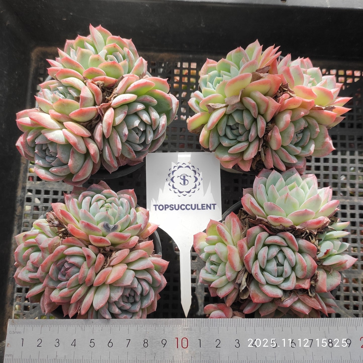 22534  オレンジモンロー（9cm pot）