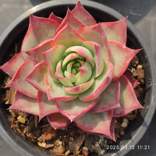 HM211 カシオ （9cm pot）