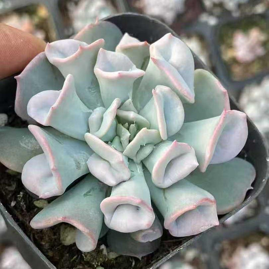 26316 トランペット