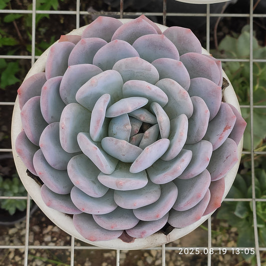ZAJ052 オレンジモンロー（18cm pot）