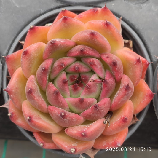 MMY594 フランク(9cm pot)