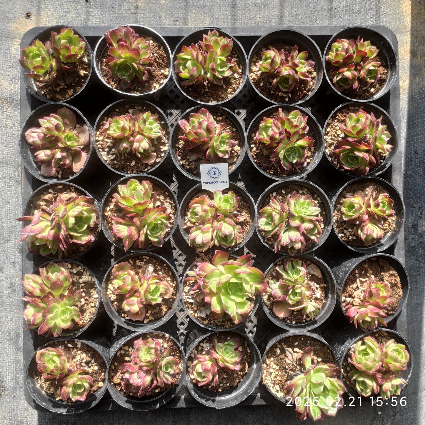 25889 カロフル　ランターンズ