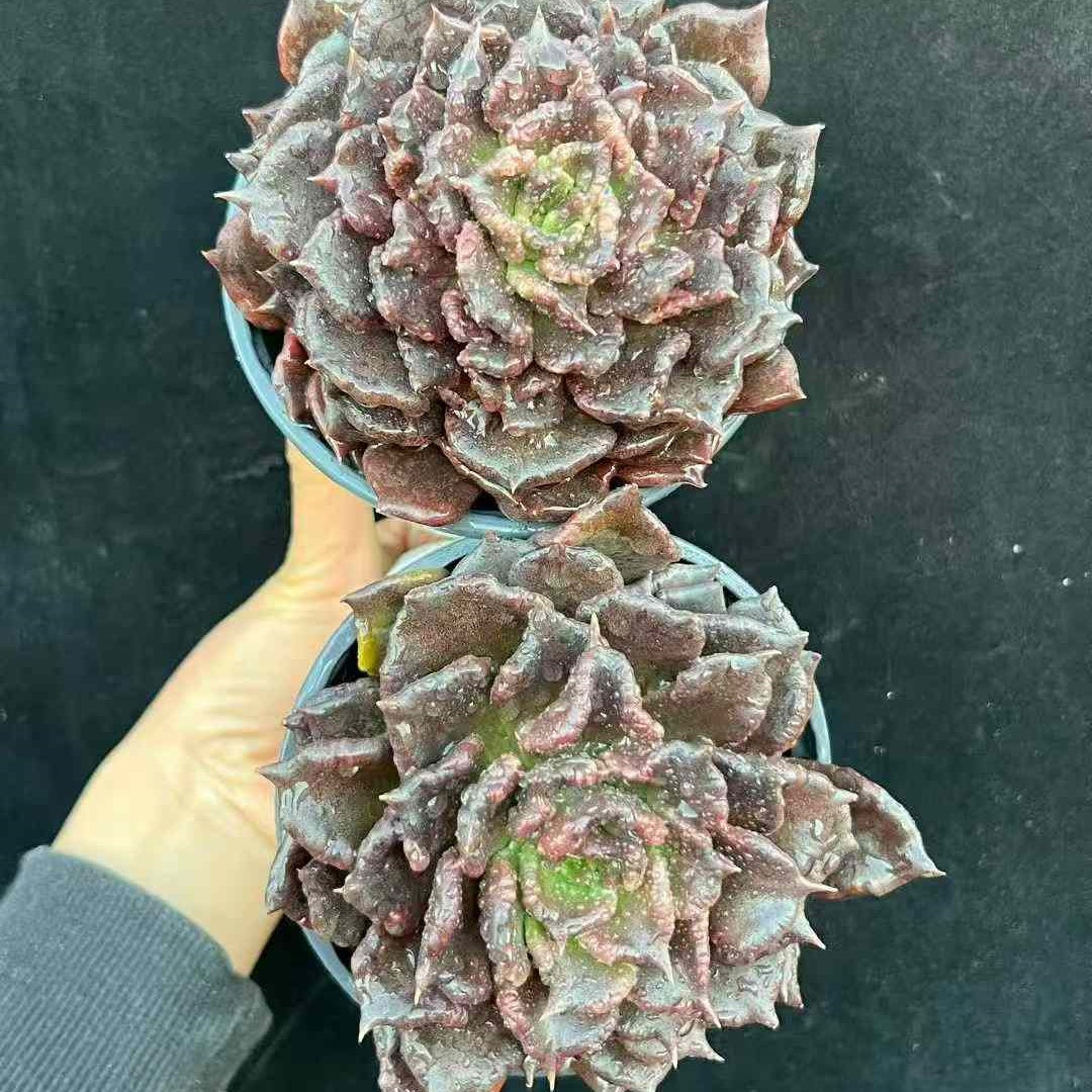 23609 ブラックマディバ（16cm pot）