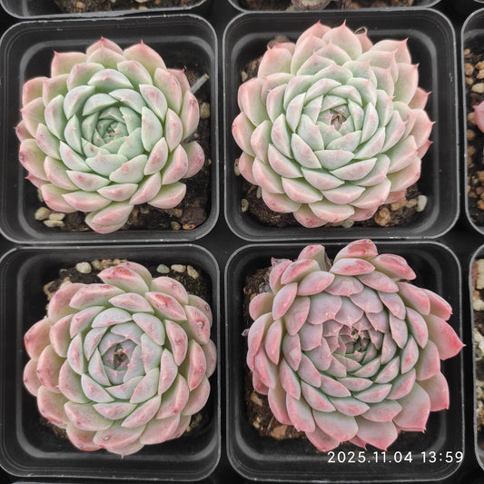 18907 カーベラー（7cm pot）