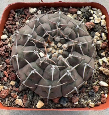 CS171 ギムノカリキウム リオジェンセ（8cm pot）