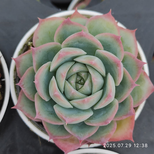 ZZA221 シルエット （5.5cm pot）