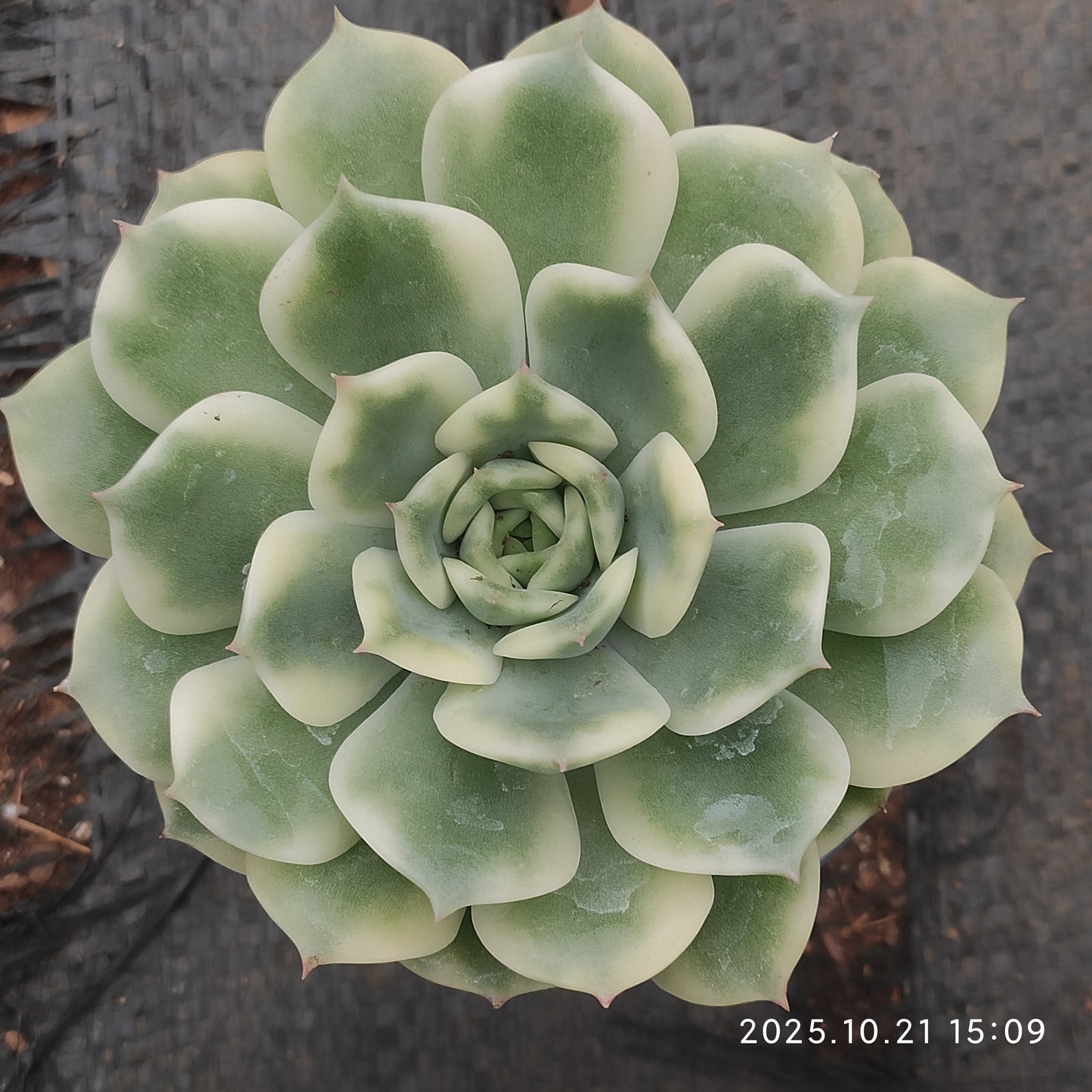MMY1376 テン　オータム錦（9cm pot）
