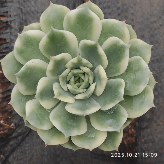 MMY1376 テン　オータム錦（9cm pot）