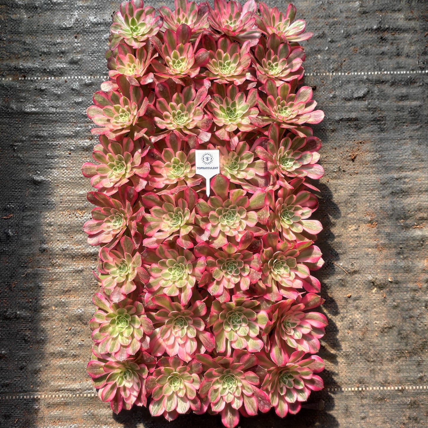 24614 ピーコック　フェザーズ