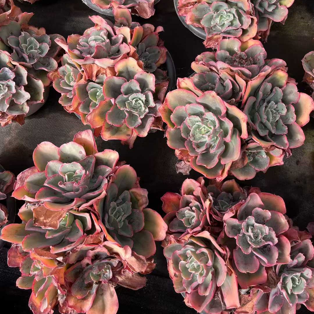 23554 フィンク（18cm pot）