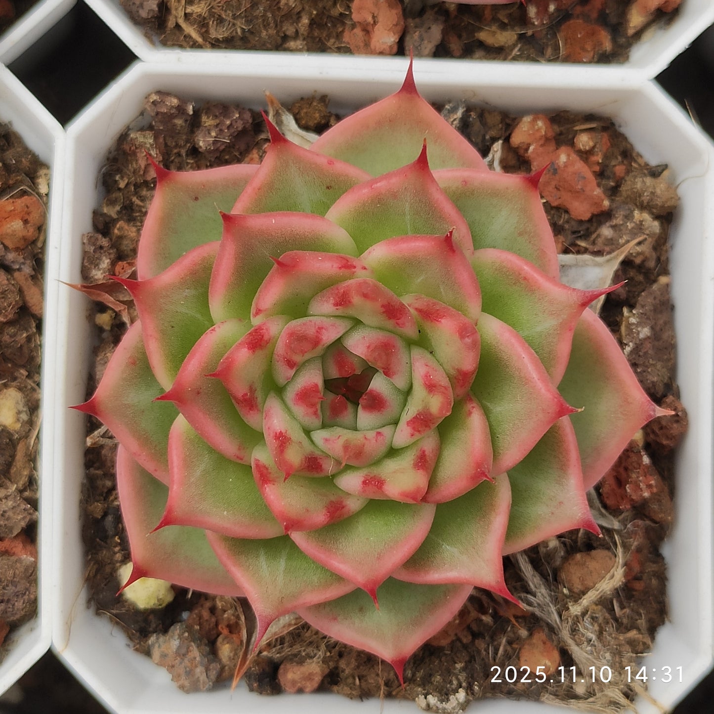 80519 トスカーナ（6.5cm pot）