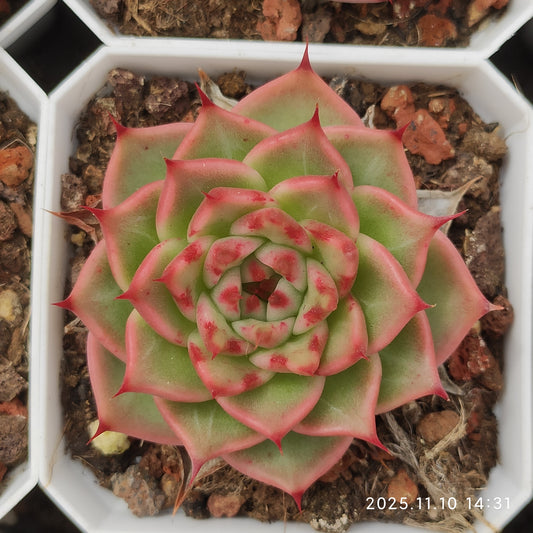 80519 トスカーナ（6.5cm pot）