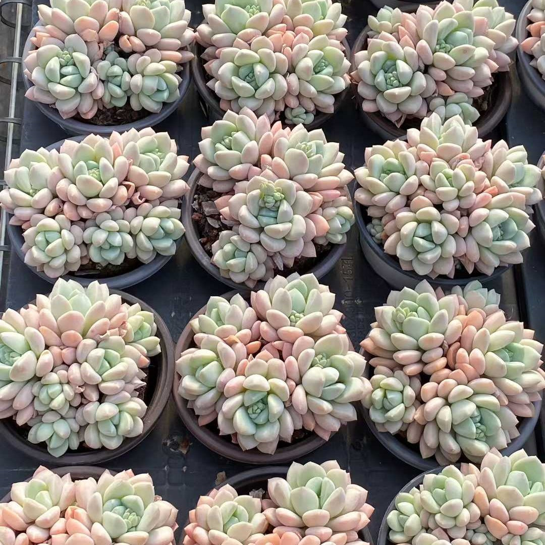 25739 ジェイドルイ