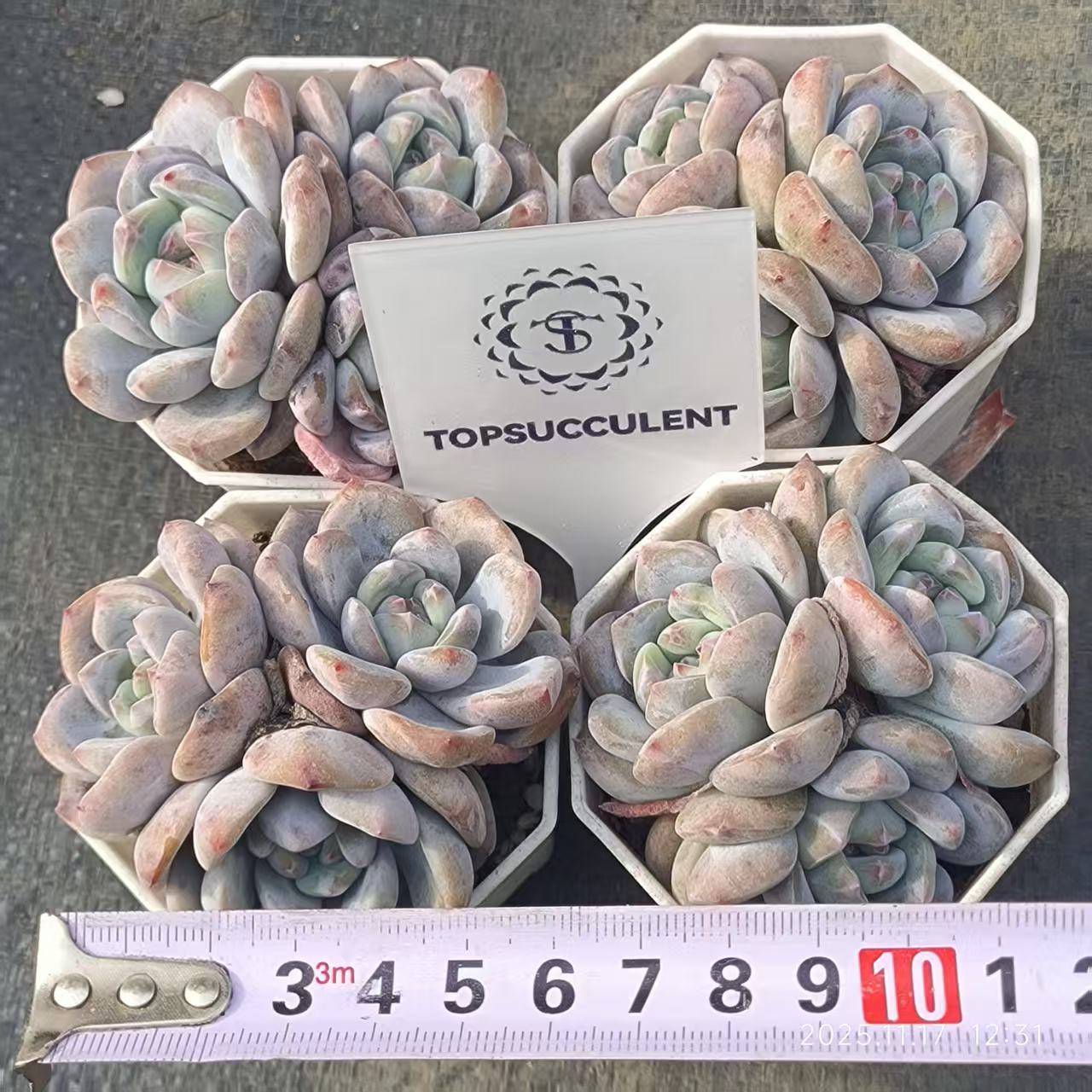 22355 オレンジモンロー（6.5cm pot）