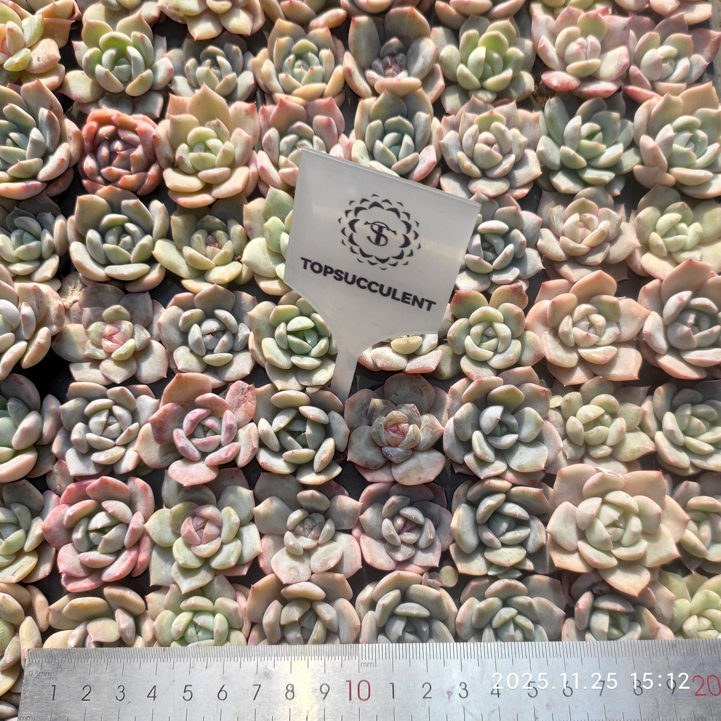 21746 モンローhyb（3cm pot）（ポット苗）