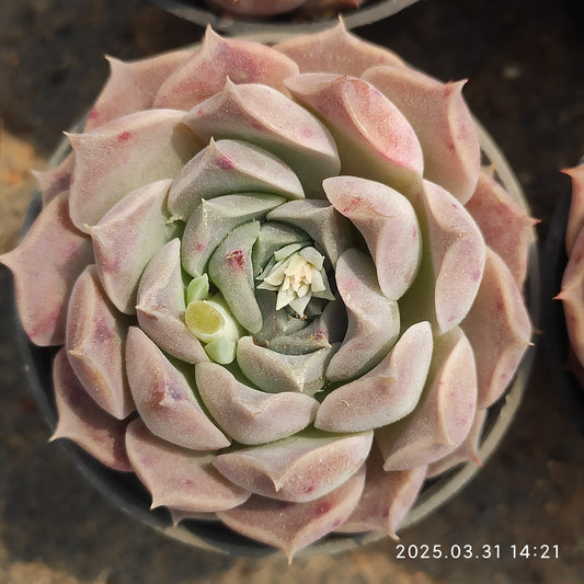 DWZ268 ヘレナ hyb （6.5cm pot）