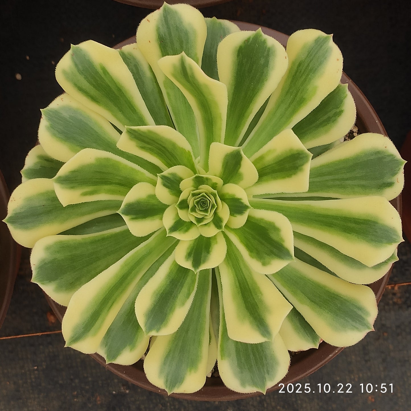 THH082 アエオニウム　マバハ（18cm pot）