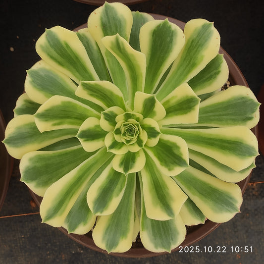 THH082 アエオニウム　マバハ（18cm pot）