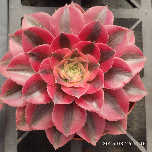 ZXX593 ウィッチ （12cm pot）