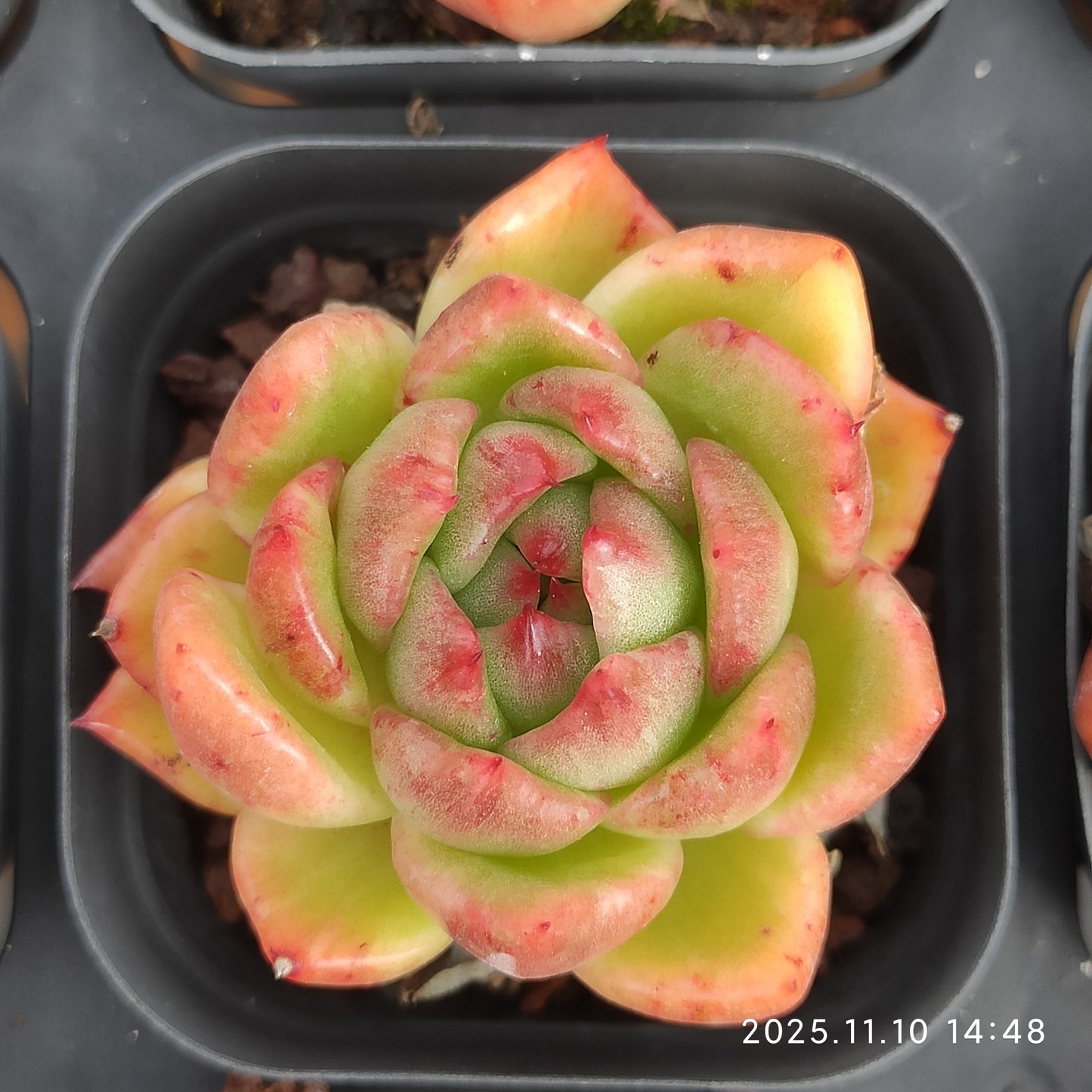 18363 ラッキーフェイス（6.5cm pot）