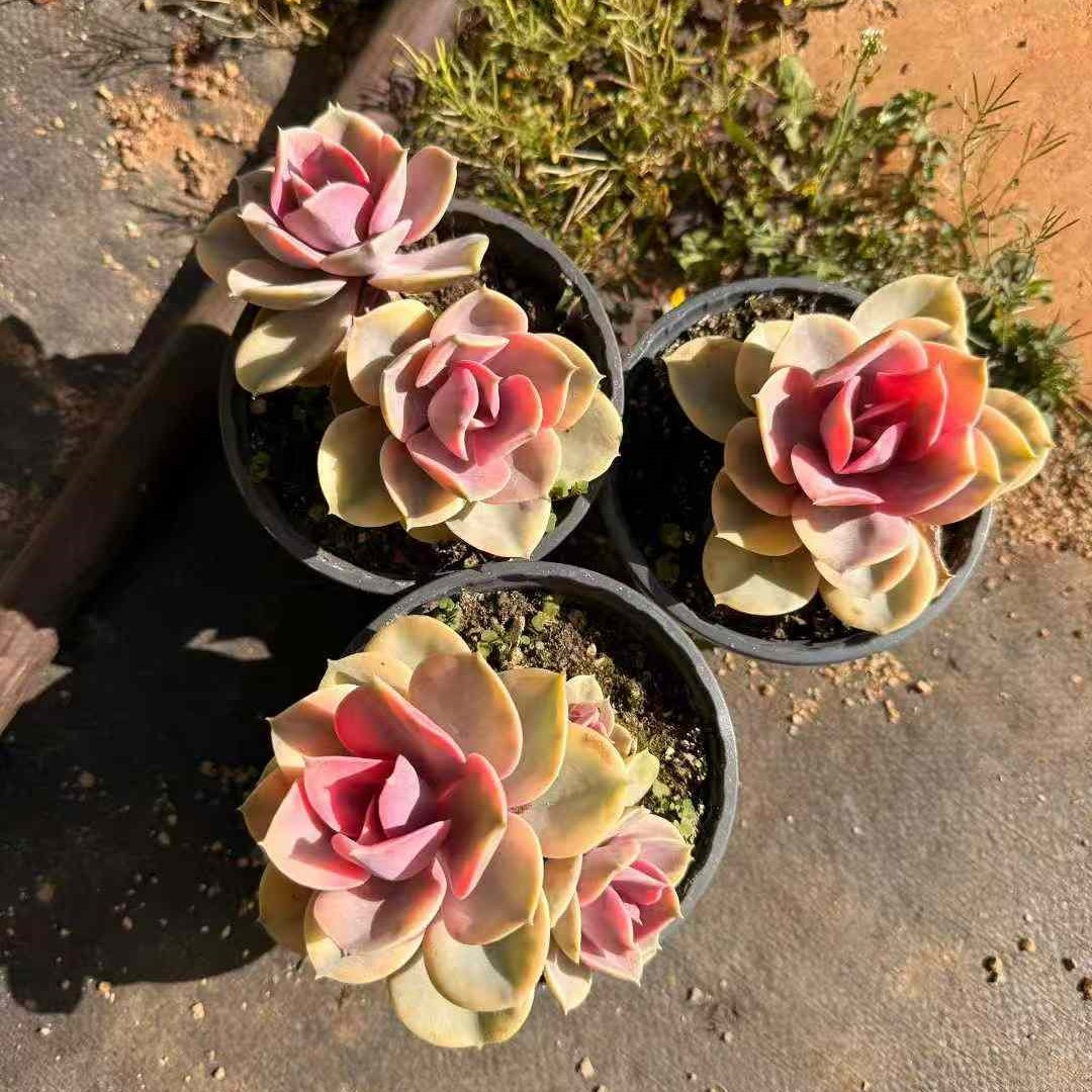 21151 ウエストレインボー錦