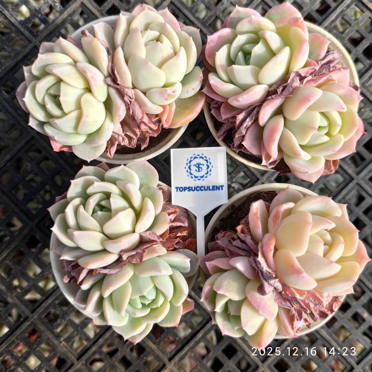 23536 ピンク　フレーグランス（7cm pot）