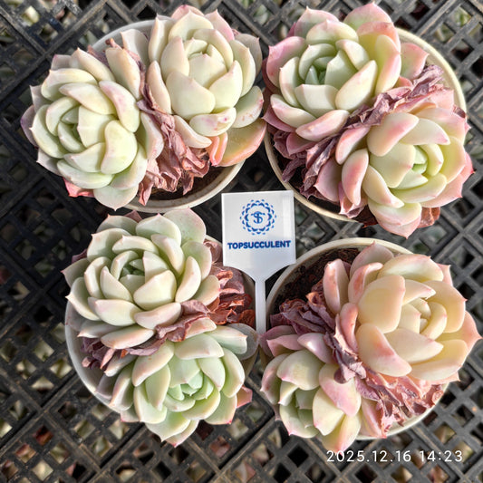 23536 ピンク　フレーグランス（7cm pot）