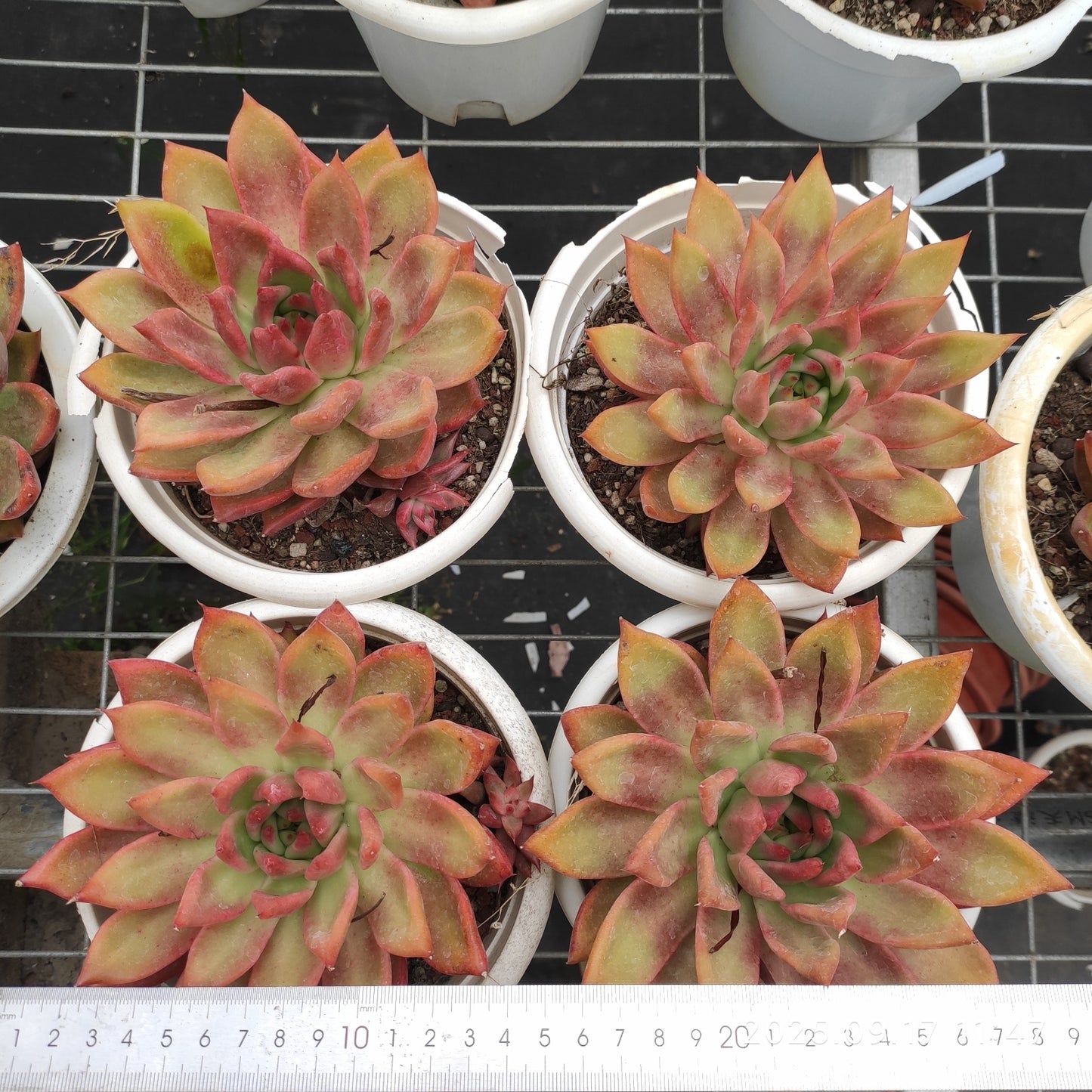 NGN795 フランク（16cm pot）