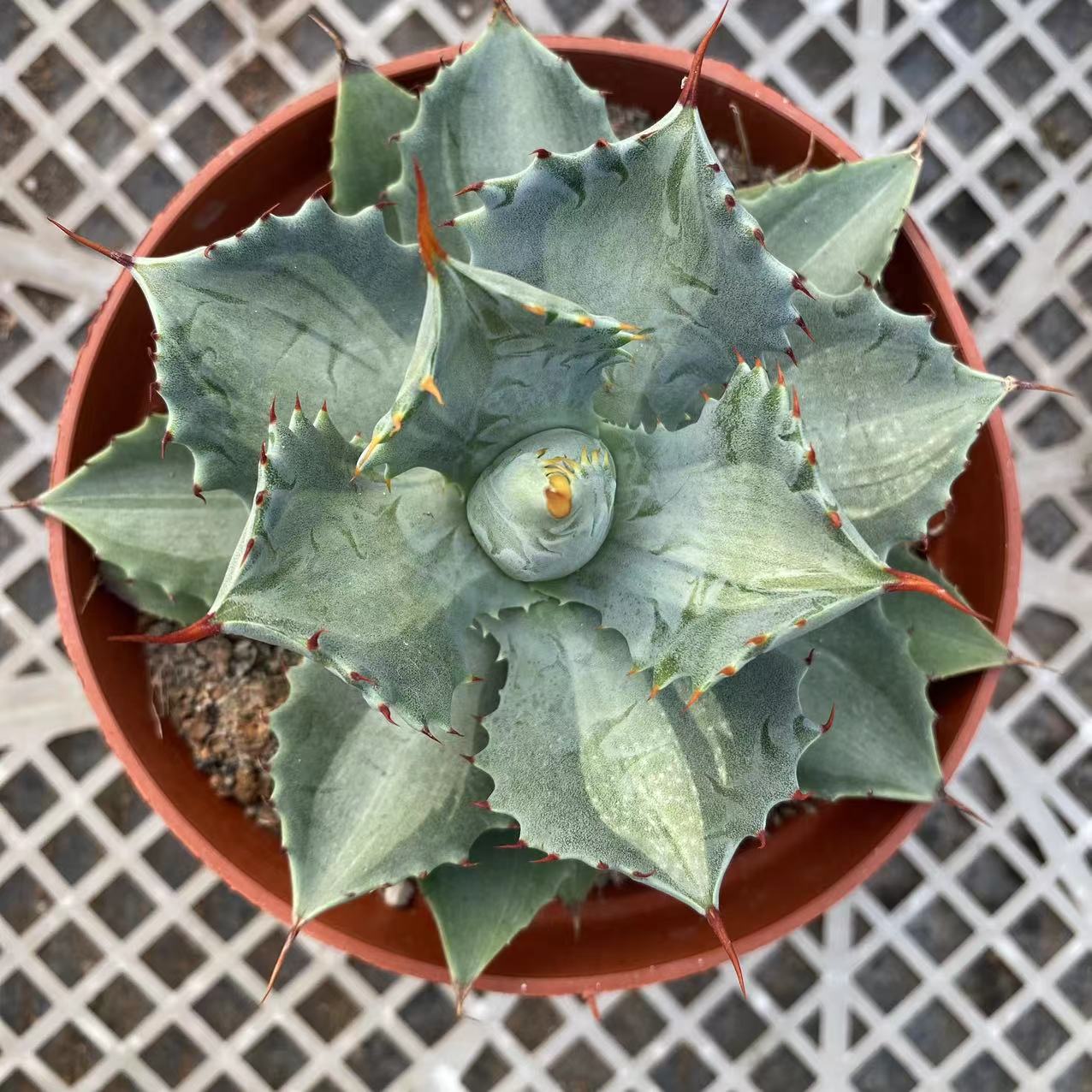 LJHH021 アガベ　ポタトルム　斑入り（12cm pot）