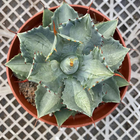 LJHH021 アガベ　ポタトルム　斑入り（12cm pot）