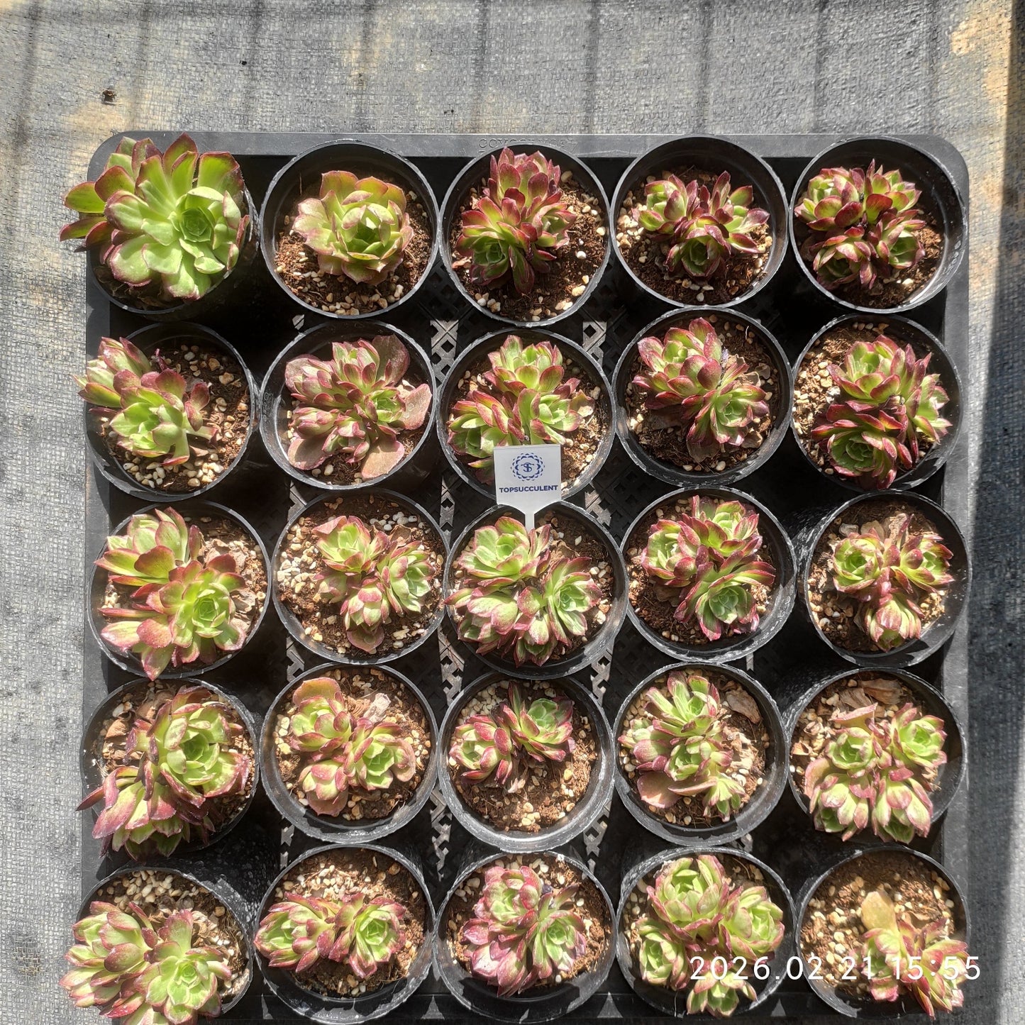 25889 カロフル　ランターンズ