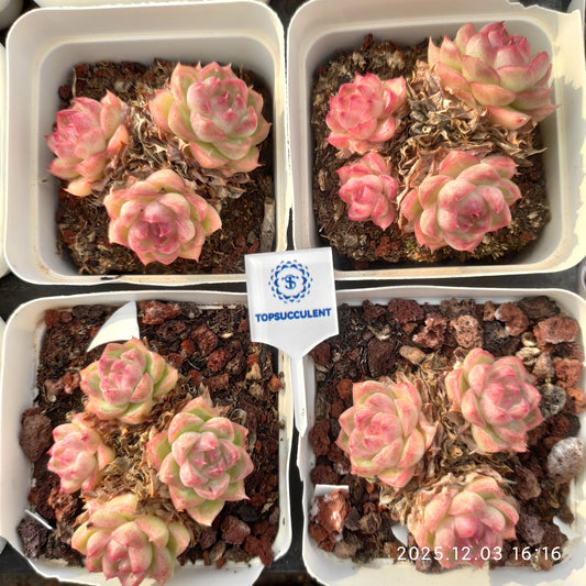 23155 ピンク　クィーンHyb（7cm pot）