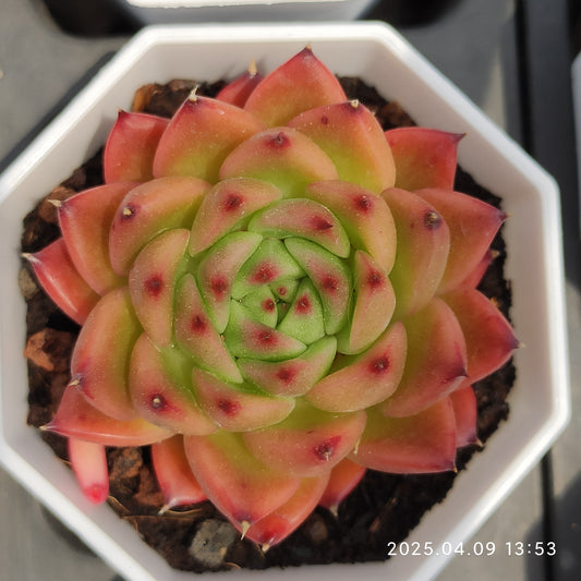 YBB234 アンストーン（50cm pot）
