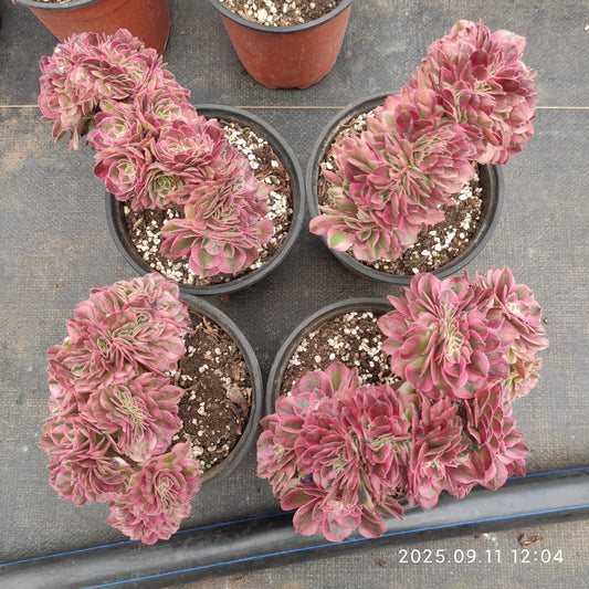 THH038 アエオニウム　ゴージャス綴化（15cm pot）
