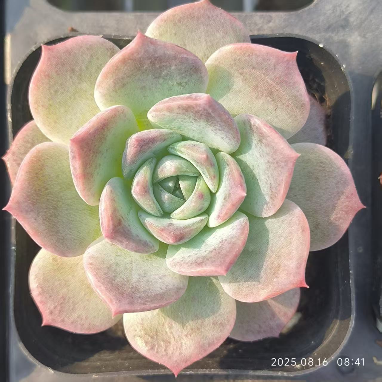 LG460 ピュアラブ（7cm pot）