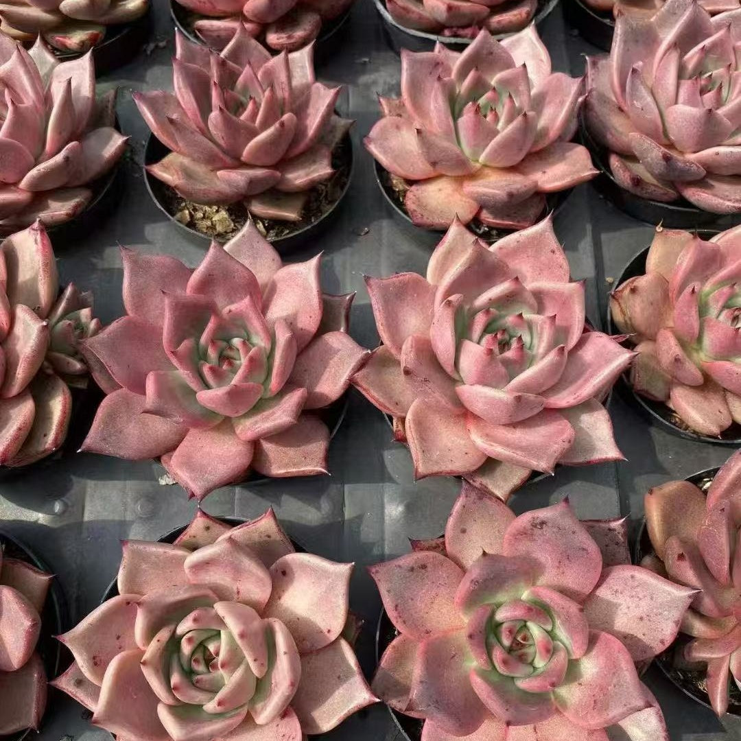 BL1876 ブラッドロメオ（9cm pot）