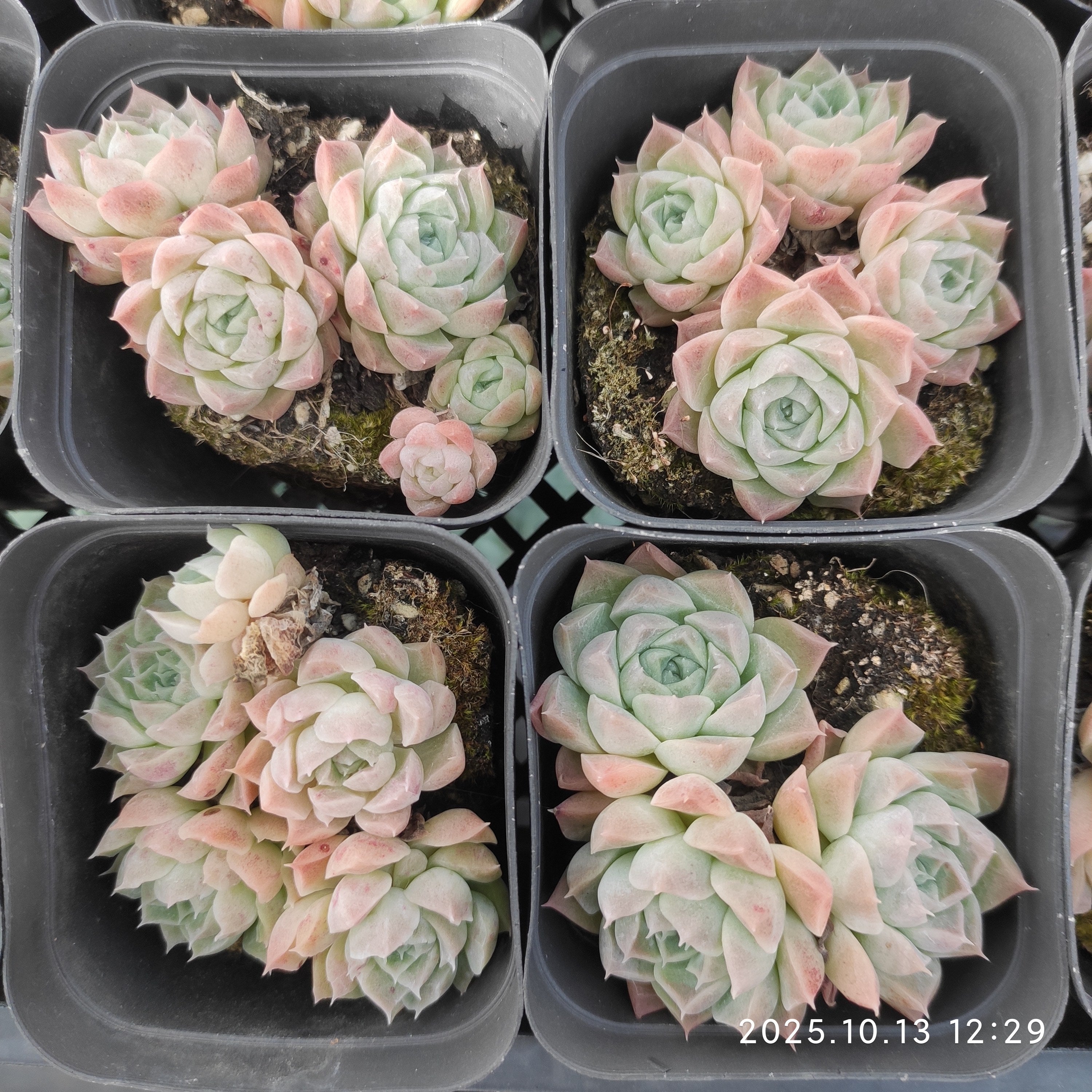 エケベリア（抜き苗）群生20251030 – Top Succulent®