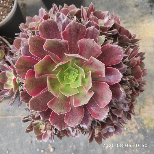 GDX014 レッド　フライ（23cm pot）