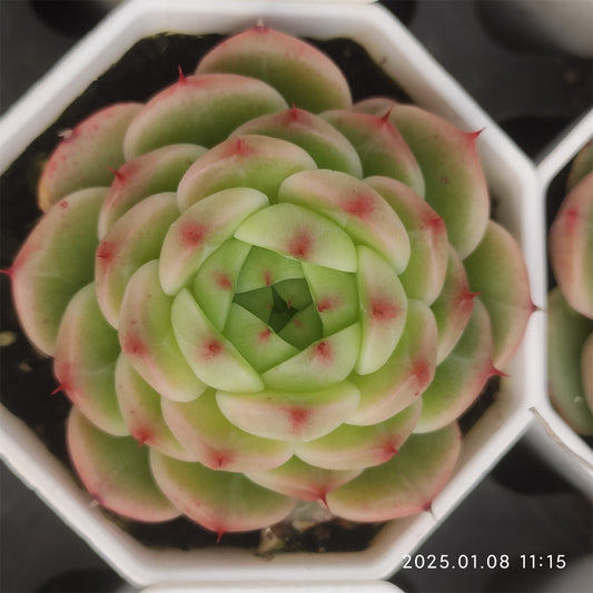 DQ096 ブループリント （7cm pot）