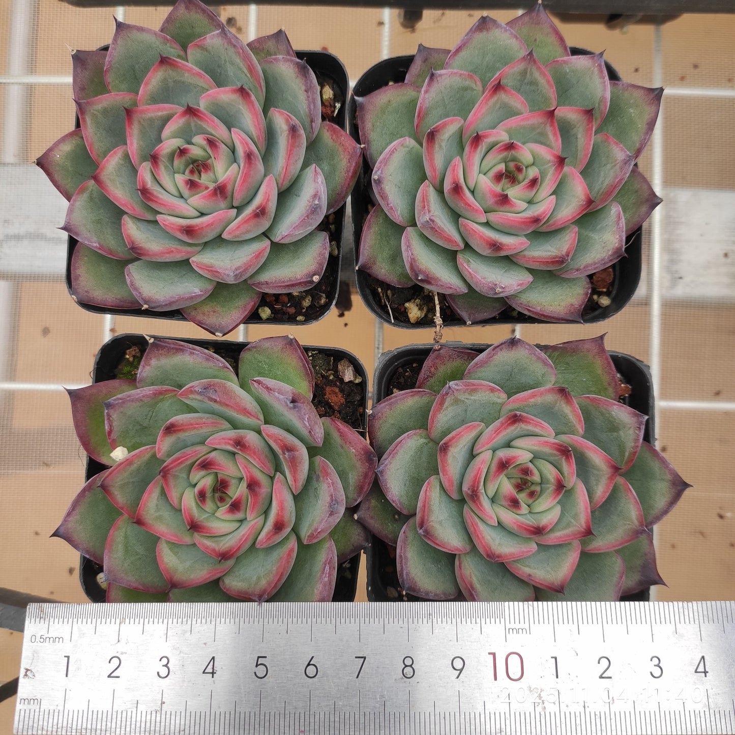 22276 ファイヤーピラー（7cm pot）