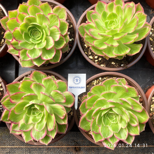 25494 アータスコープ