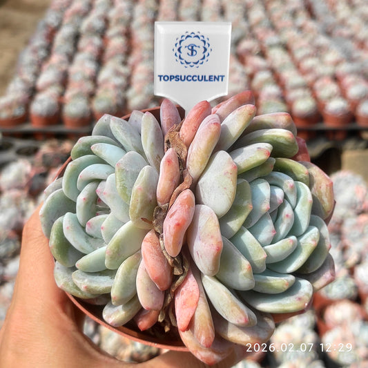 T1712 オレンジモンロー