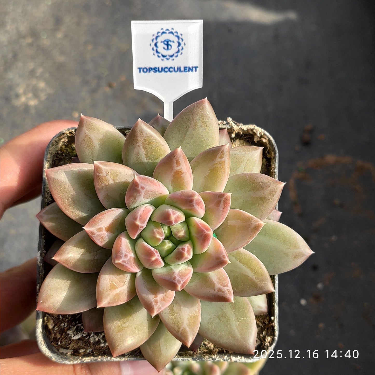 21164 ブルー　アンド　ワイト（7cm pot）