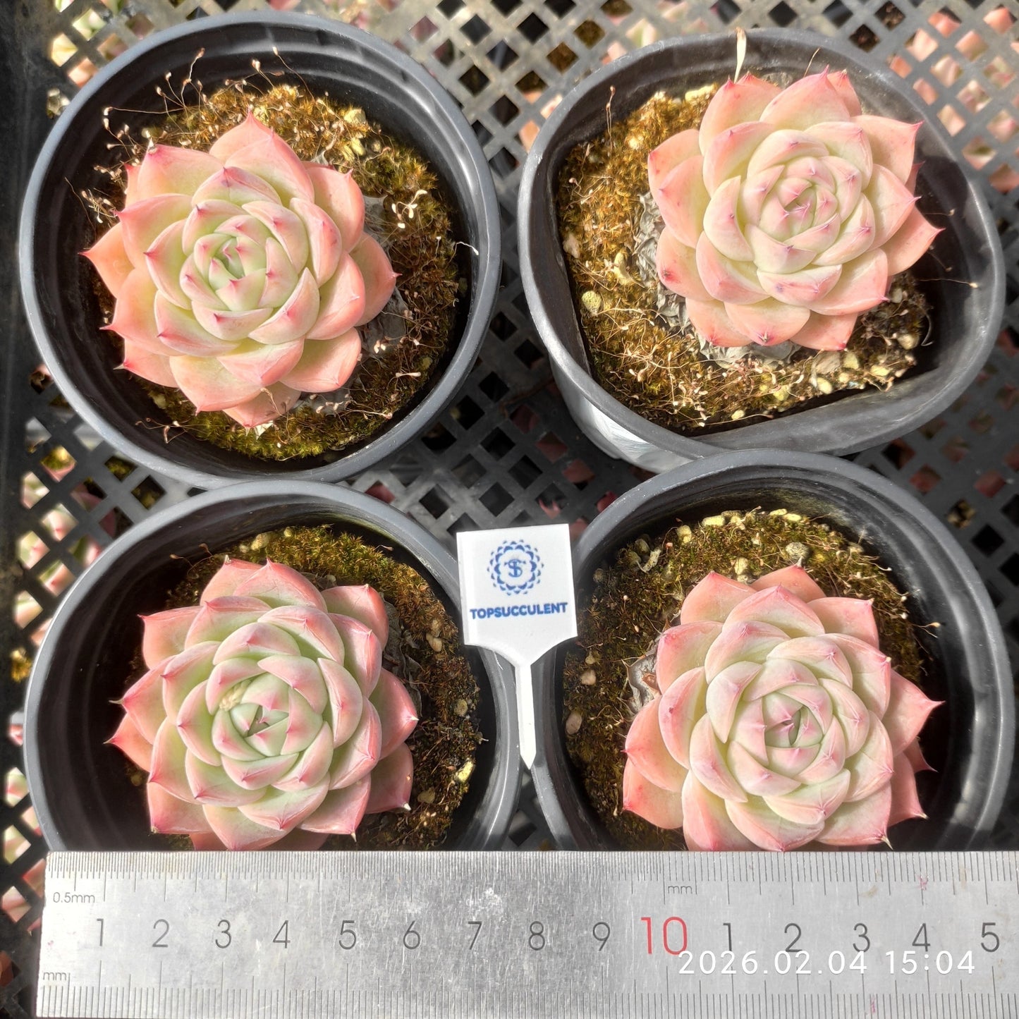 12795 ピンククリスタルローズ