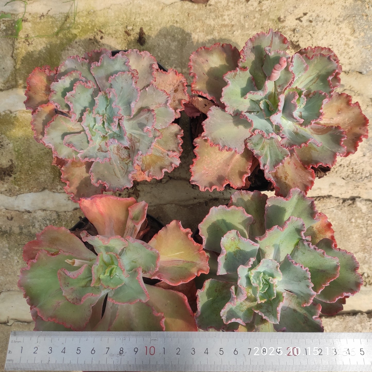 ZZA342 ディック ライト（14cm pot）