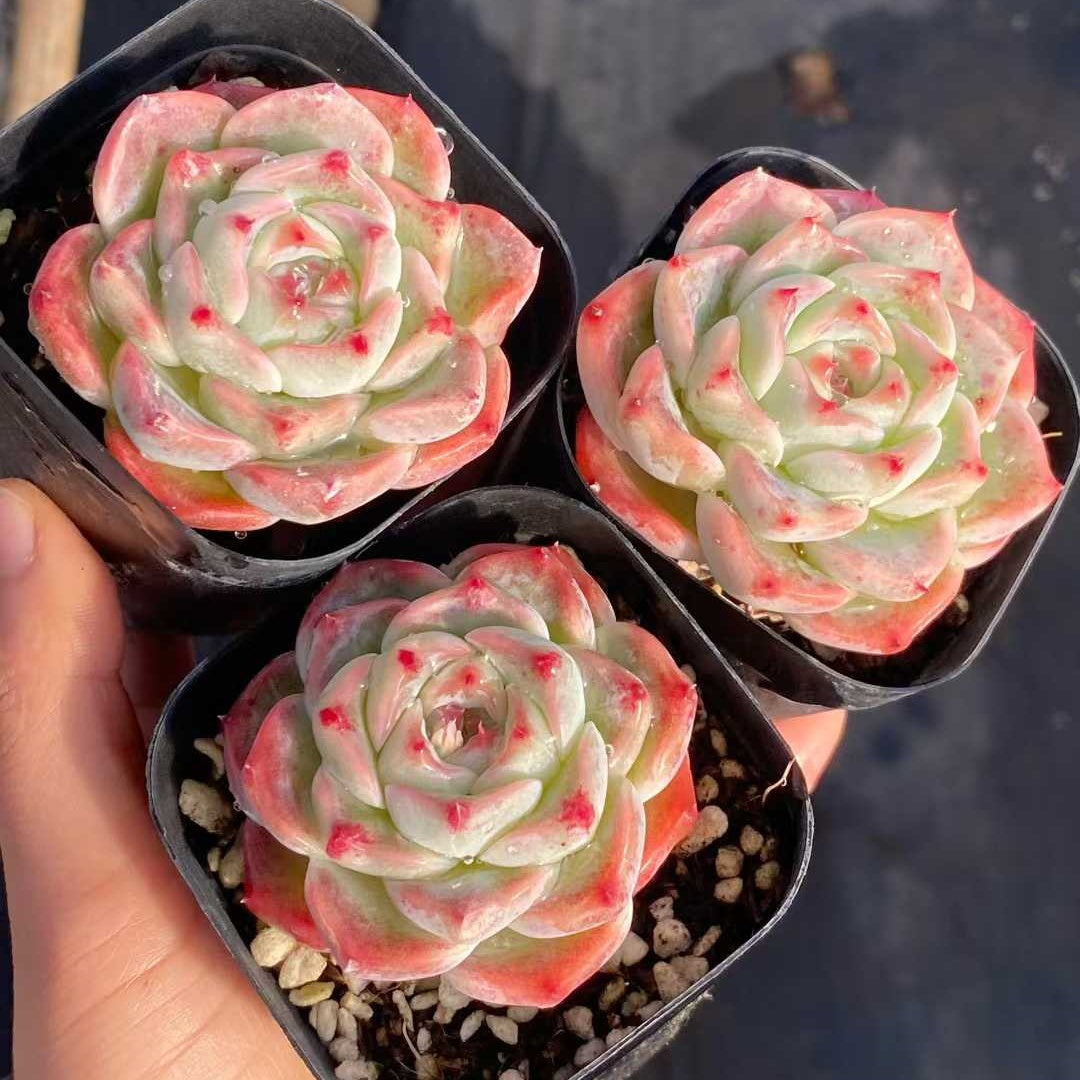 18222 ホワイトラック