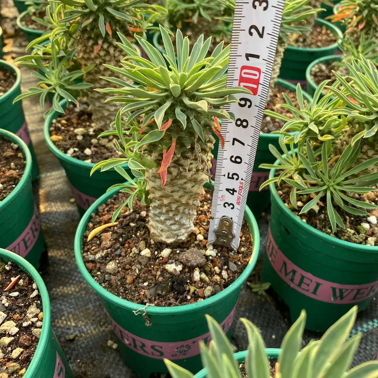 ZL548 バプレアーリフォリア（11.5cm pot）