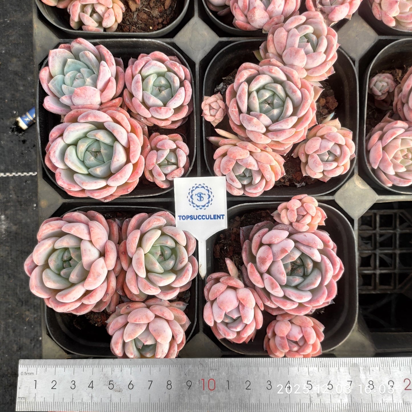 23147 モンローHyb