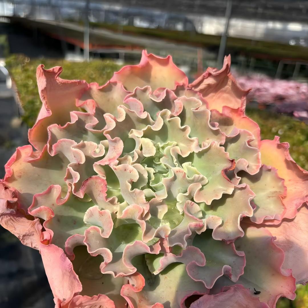 23542 タカサゴノオキナ(高砂の翁)（18cm pot）